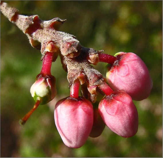 sm 291 Manzanita.jpg - Manzanita (Arctostaphylos sp.): There are many species of Manzanita.  We couldn’t decide for sure which species this one was.